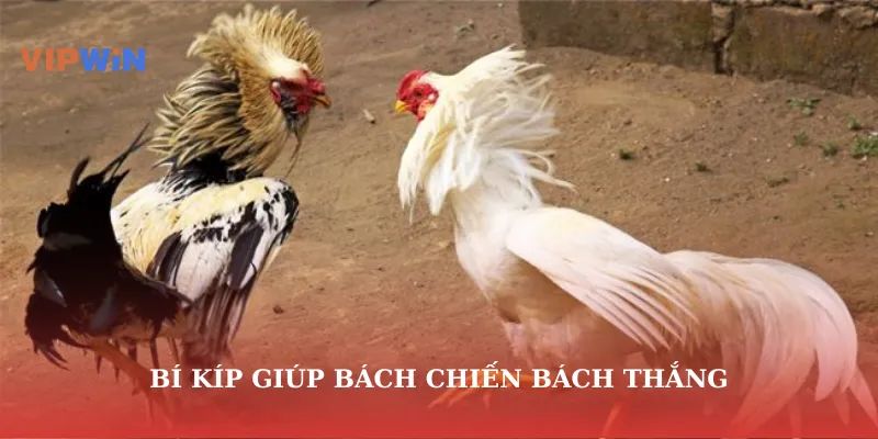 Bí kíp giúp bách chiến bách thắng