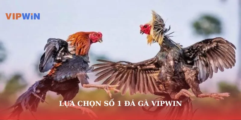 Lựa chọn số 1 đá gà vipwin