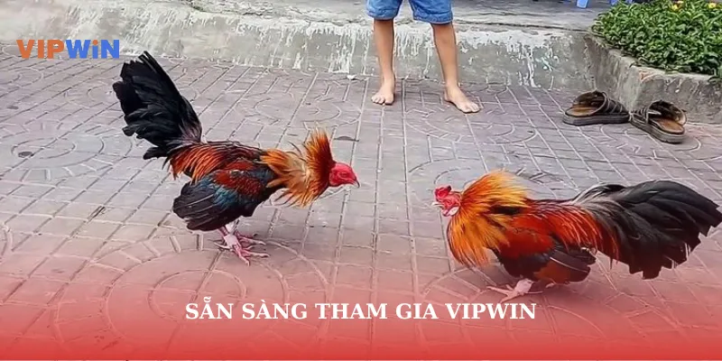 Sẵn sàng tham gia vipwin